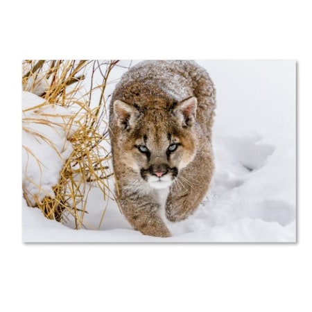 Mike Centioli 'Sneaky Cougar' Canvas Art,16x24